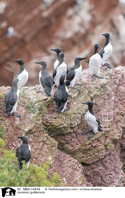 common guillemots / MBS-14648