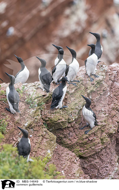 common guillemots / MBS-14649