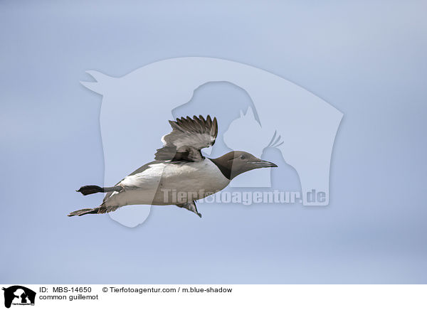 Trottellumme / common guillemot / MBS-14650