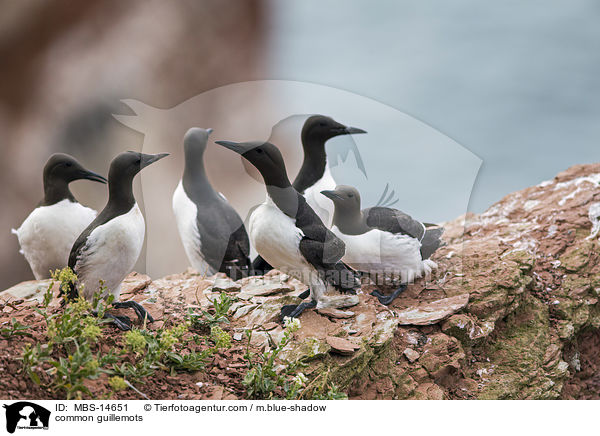 common guillemots / MBS-14651