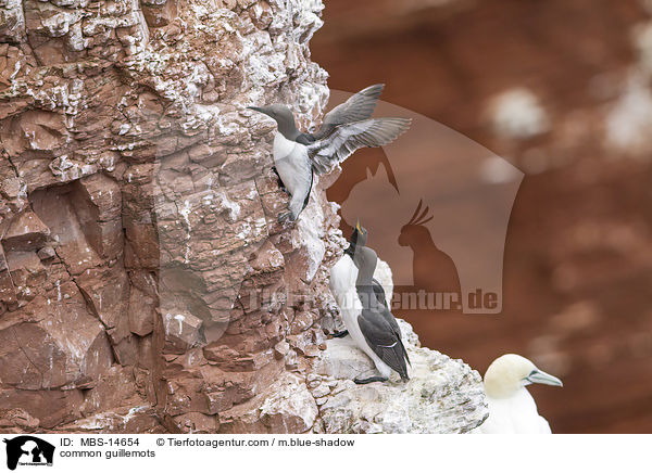 Trottellummen / common guillemots / MBS-14654