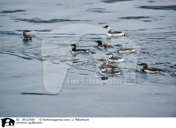 Trottellummen / common guillemots / JR-02586