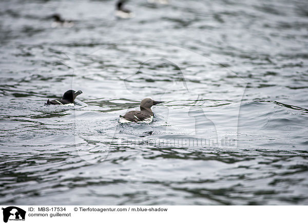 common guillemot / MBS-17534