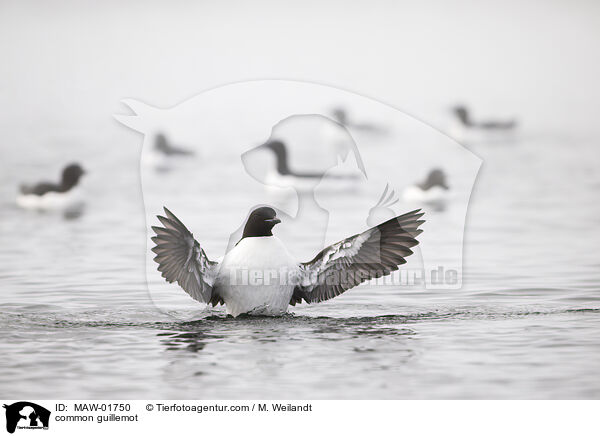 Trottellumme / common guillemot / MAW-01750