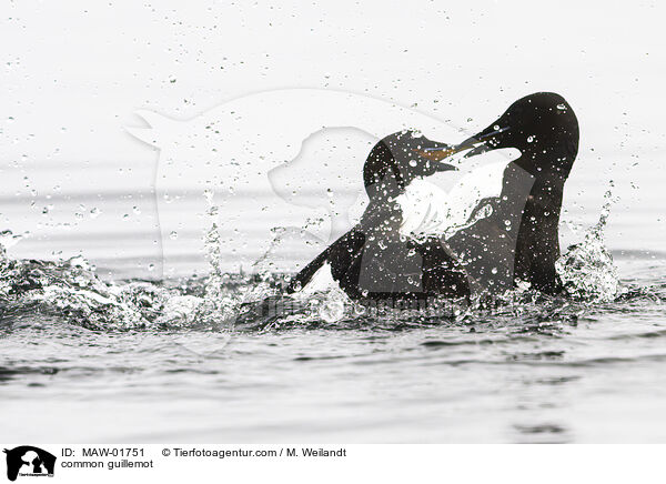 Trottellumme / common guillemot / MAW-01751