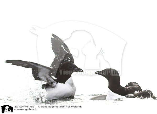 Trottellumme / common guillemot / MAW-01756