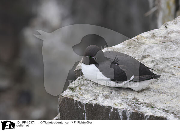 guillemot / FF-15371
