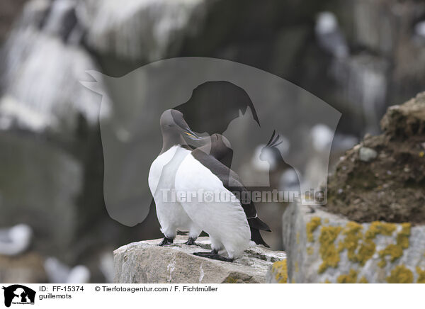 Trottellummen / guillemots / FF-15374