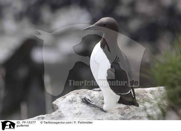 Trottellumme / guillemot / FF-15377