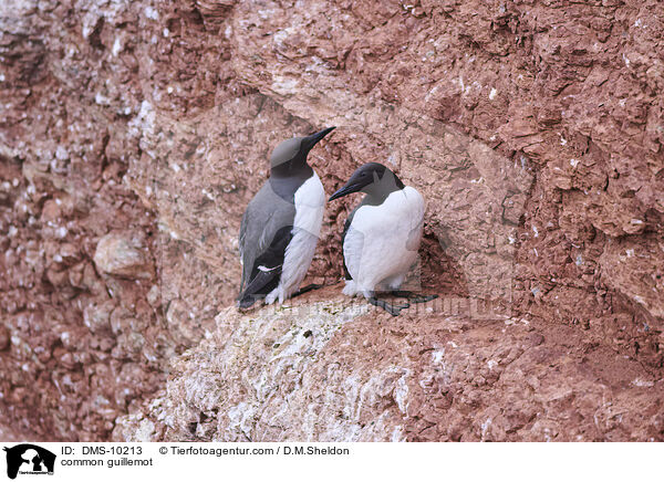 Trottellumme / common guillemot / DMS-10213