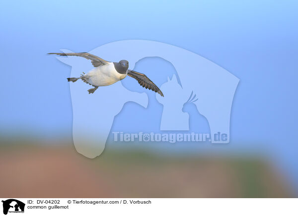 Trottellumme / common guillemot / DV-04202