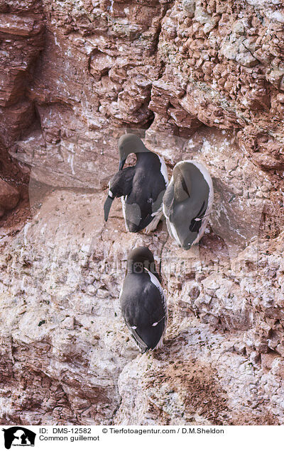 Trottellumme / Common guillemot / DMS-12582