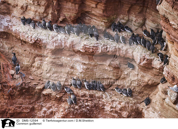 Trottellumme / Common guillemot / DMS-12594