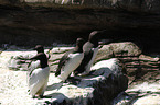 common guillemots