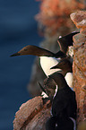 common guillemots