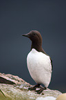 common guillemot