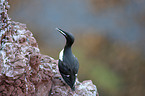 common guillemot