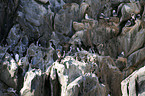 common guillemots