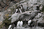 common guillemots