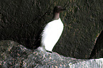 common guillemot