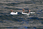 common guillemots