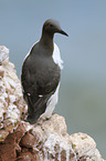 common guillemot