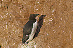 common guillemot