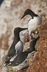 common guillemot