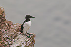 common guillemot