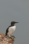 common guillemot