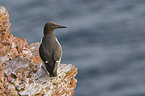 common guillemot