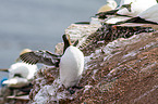 common guillemot