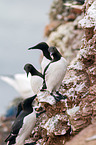 common guillemots