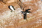 common guillemots