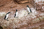 common guillemots