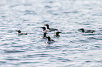 common guillemots