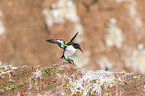 common guillemot