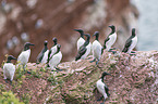 common guillemots