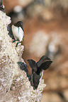 common guillemots