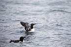 common guillemots