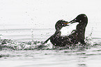 common guillemot