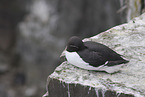 guillemot