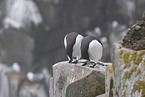 guillemots