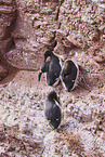 Common guillemot