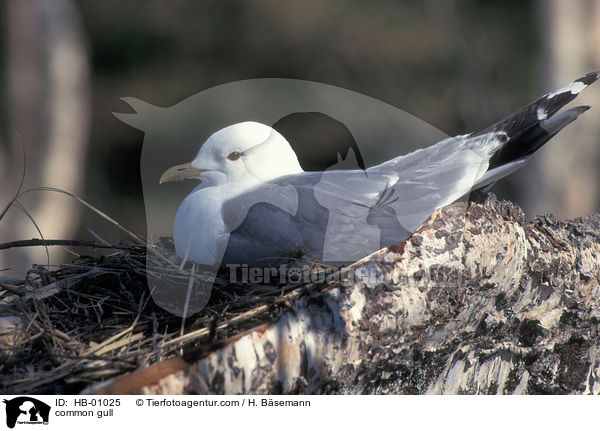 Sturmmwe / common gull / HB-01025