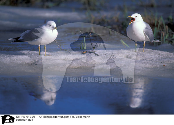 common gull / HB-01026