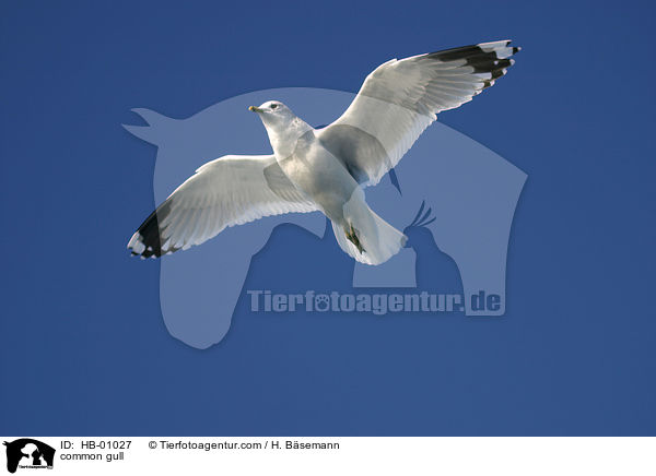 Sturmmwe / common gull / HB-01027