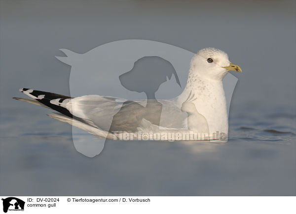 common gull / DV-02024