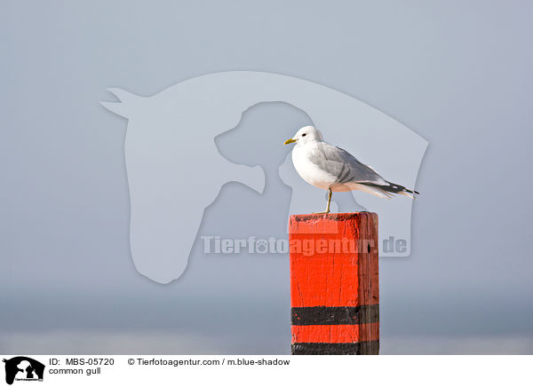 common gull / MBS-05720