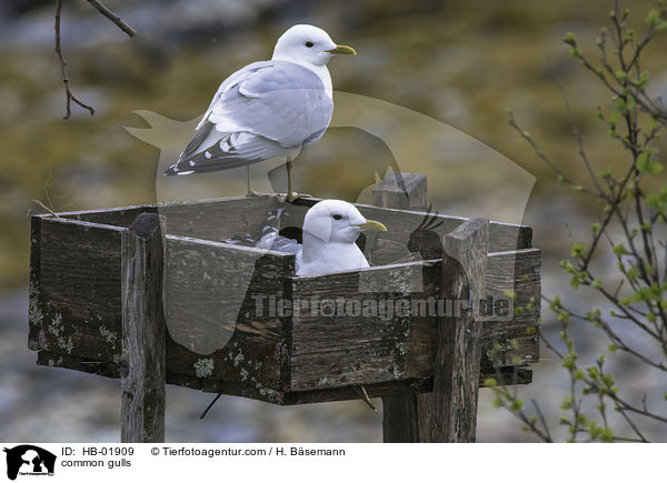 common gulls / HB-01909